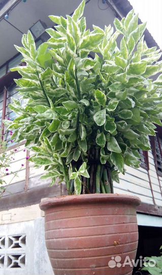 Педилантус (комнатное растение)