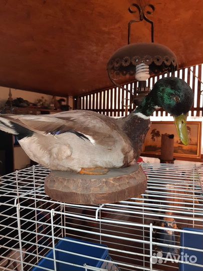 Чучело селезня утки