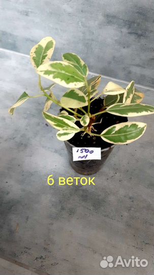 Фикус рубигиноза