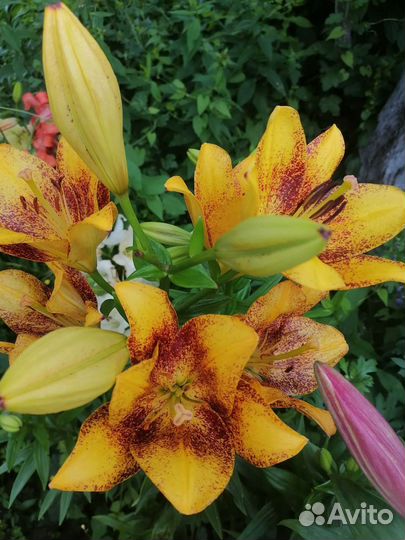 Саженцы лилии