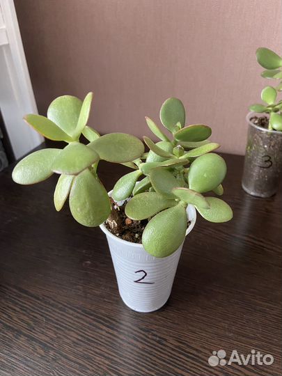 Денежное дерево, фикус, кротон