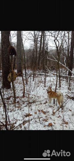 Щенки лайки