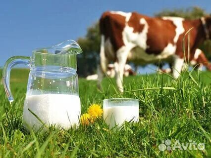 Домашнее Молоко Оптом