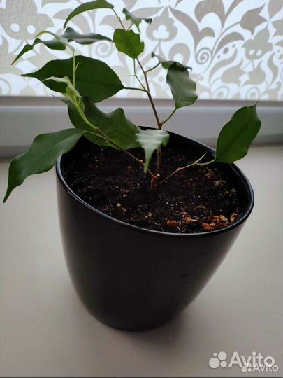 Фикус бенджамина