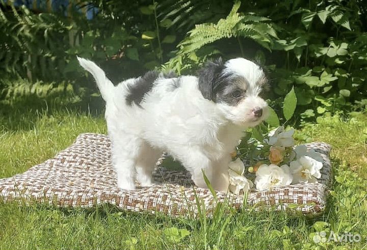 Китайская хохлатая пуховая- мини