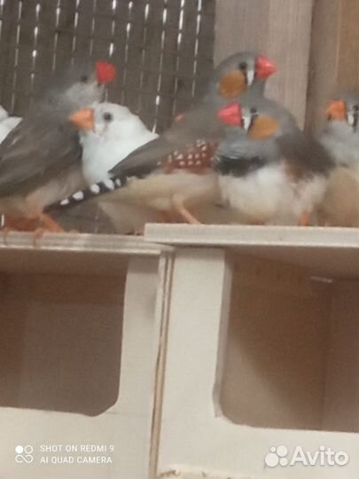 Зебровые амадины