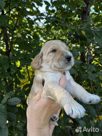 Щенки кокапу