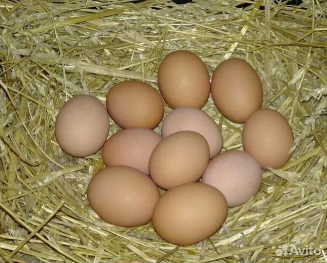 Инкубационное яйцо породистых кур