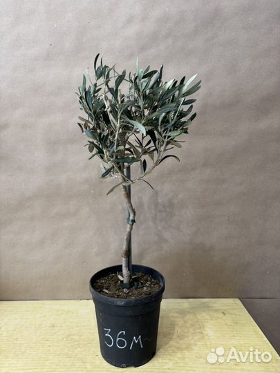 Оливковое дерево