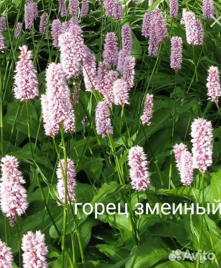 Примула, очиток, горец, клопогон, меум, арункус