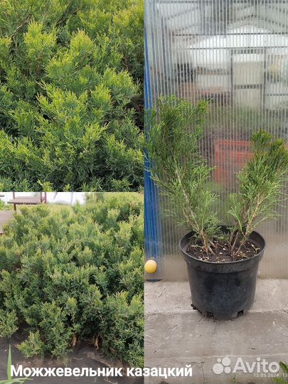 Можжевельник