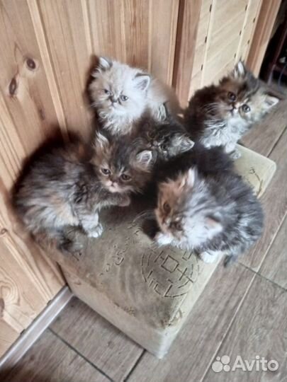 Персидские котята
