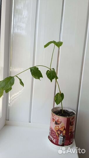 Жасмин Самбак ароматный комнатный, саженцы