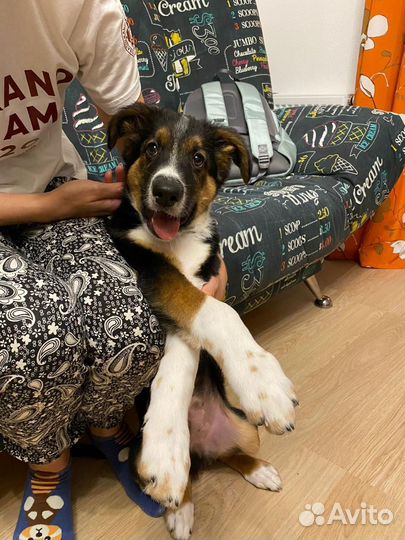 Щенок мальчик в добрые руки