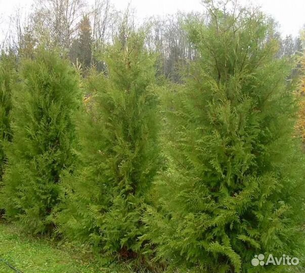 Туя Брабант и Туя голден Брабант