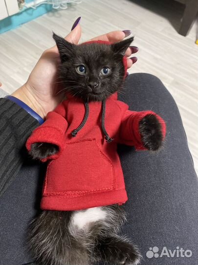 Котик бесплатно в добрые руки