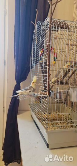 Пара корелл