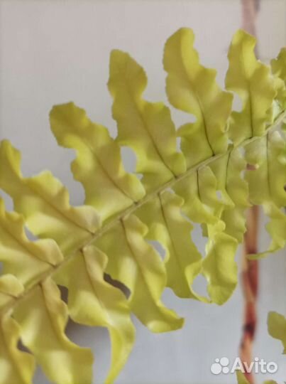 Нефролепис Дассада Неон