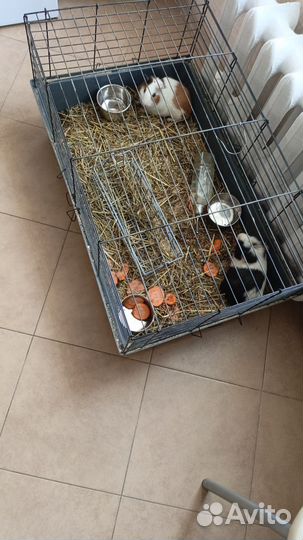 Морские свинки