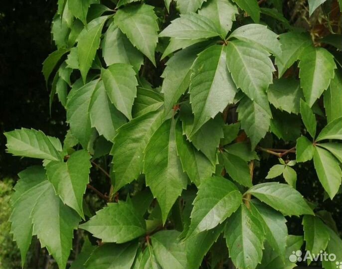 Дикий (девичий) виноград