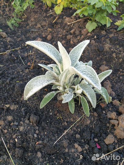 Стахис (заячьи ушки)