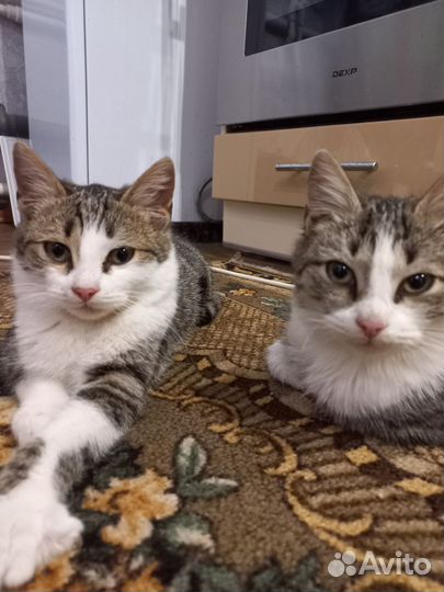 Кошка в дар бесплатно