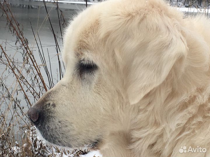 Передержка собаки м. Коломенская
