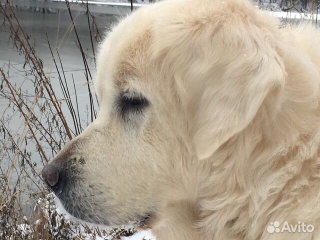 Передержка собаки м. Коломенская