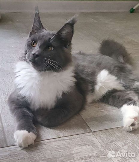 Котята мейн-кун