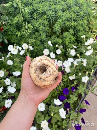 Рябчик королевский