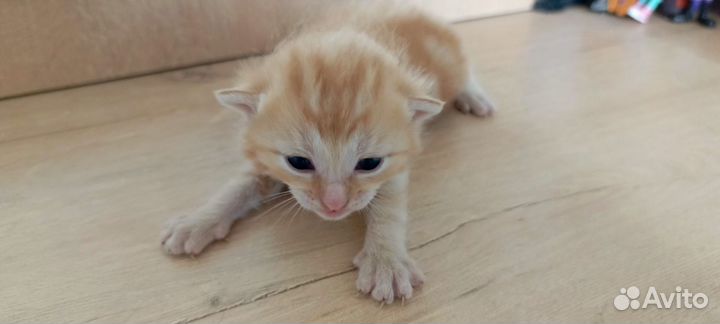 Котята в добрые руки мальчики