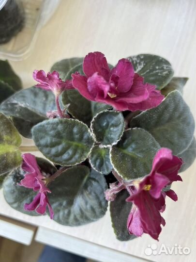 Фиалки цветущие в горшке