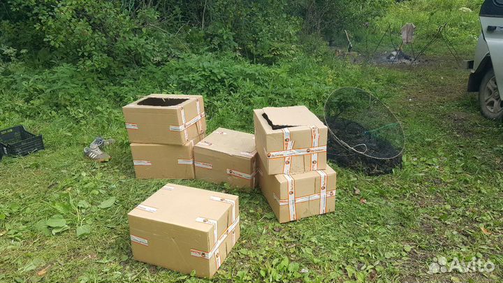 Раки живые опт