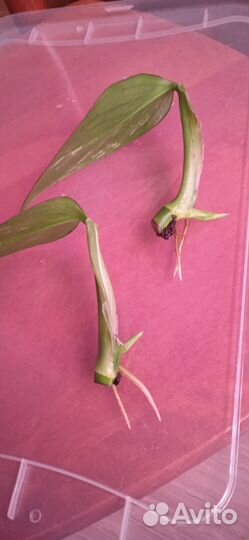 Филодендрон кобра желтая