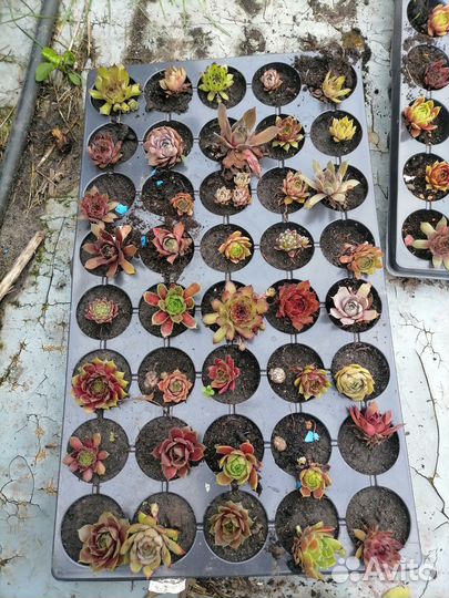 Молодило. Каменная роза