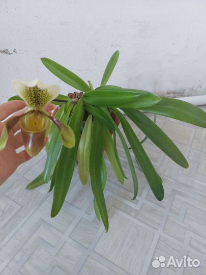 Орхидея пафиопедилум