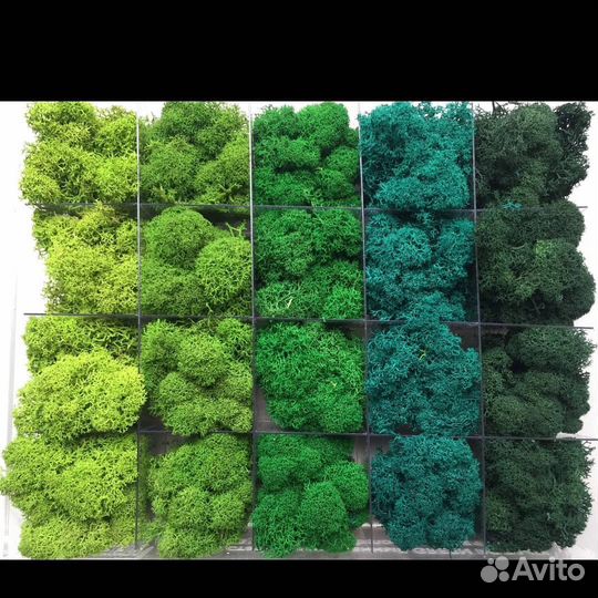 Вертикальное озеленение