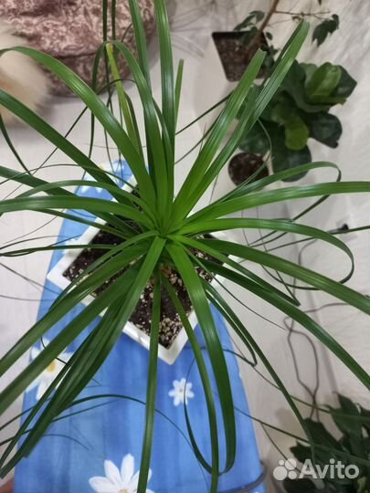 Бокарнея нолина