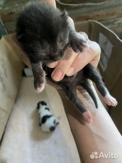 Котята в добрые руки бесплатно