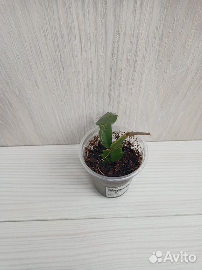 Шлюмбергера (декабрист)