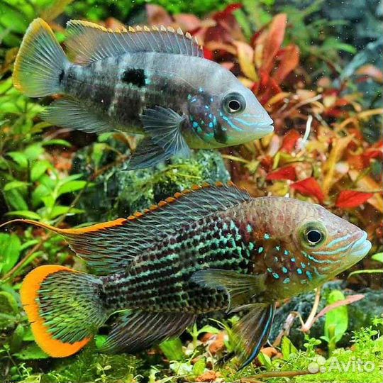 Аквариумные рыбы