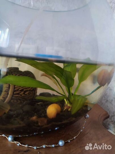 Улитки аквариумные ампулярии