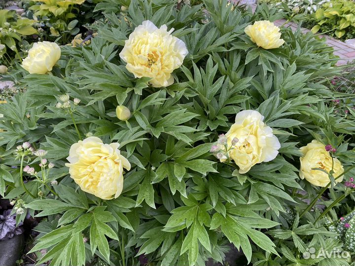 Пионы Бартзелла огромный корень