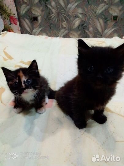 Кошка и котик