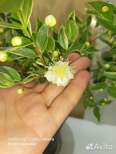 Мирт вариегатный крупнолистный