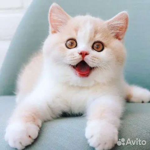 Квартирная передержка домашних питомцев