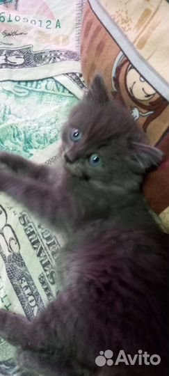 Пушистик, мальчик в добрые руки