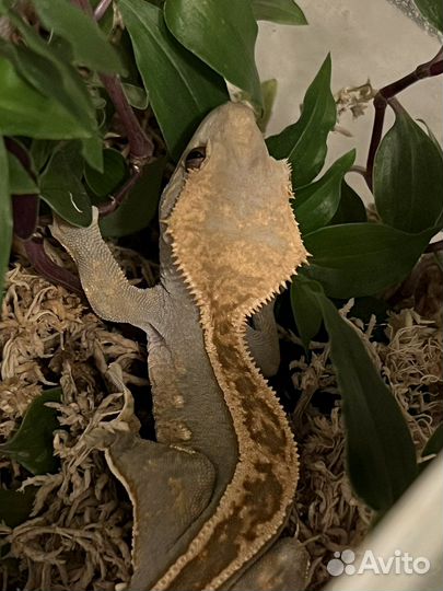 Реснитчатый бананоед самец