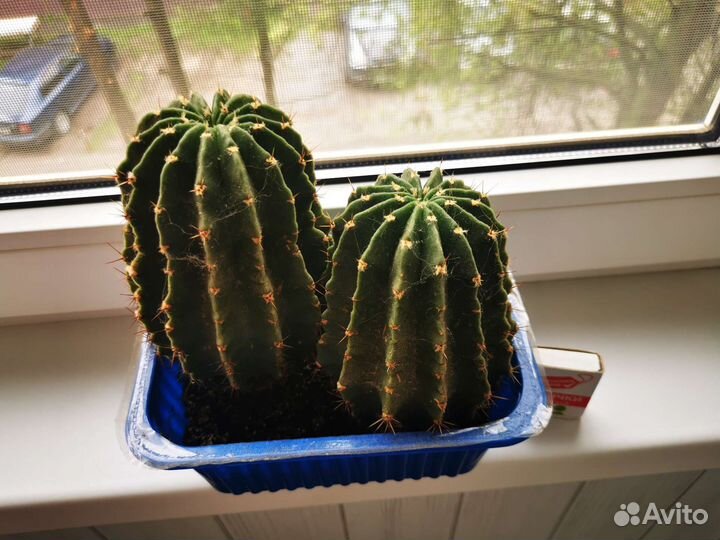 Кактусы и суккуленты