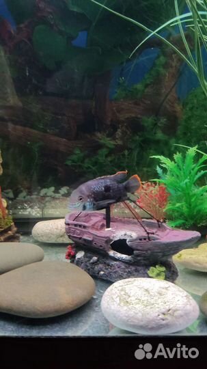 Рыба бирюзовая акара